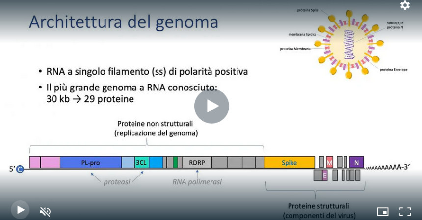 Il virus SARS-CoV-2: dalla biologia alle terapie