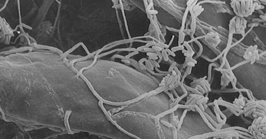 Marine Fungi: Diversity and Applications Napoli, February 10-11, 2025